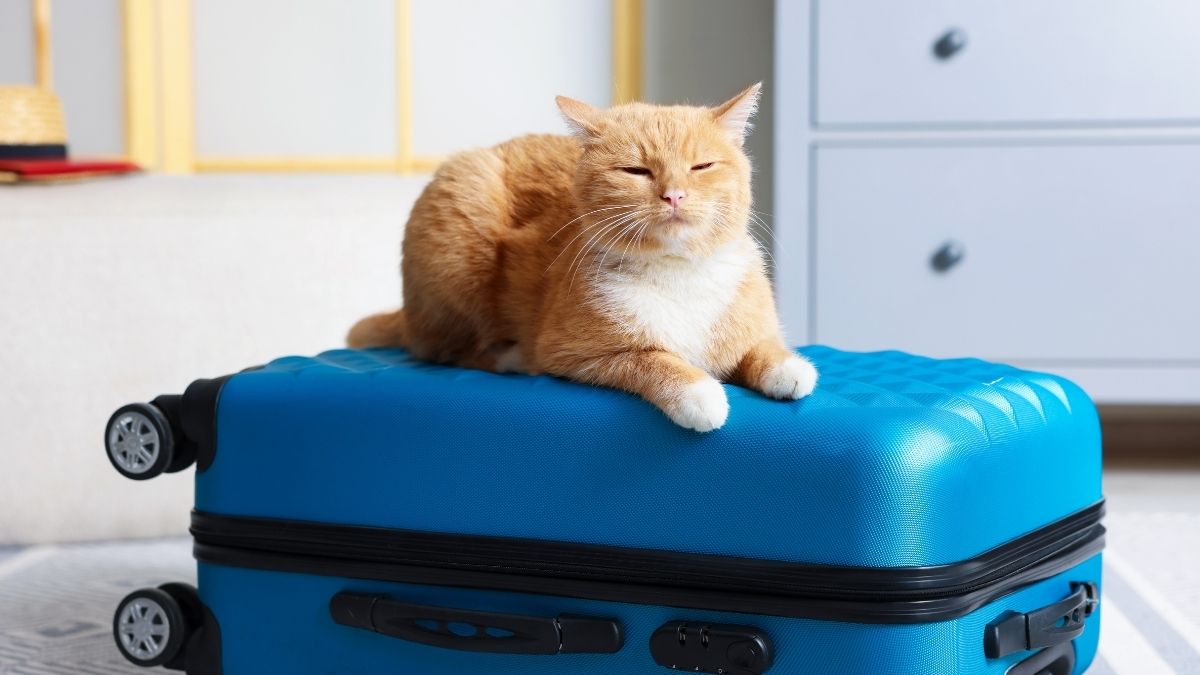 Tips para viajar con tus mascotas