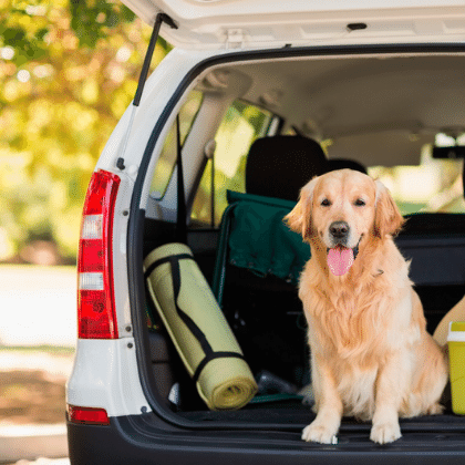 Tips para viajar con tus mascotas